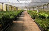 Birdwood Nursery - award winning, wholesale fruit tree nursery