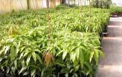 Birdwood Nursery - award winning, wholesale fruit tree nursery